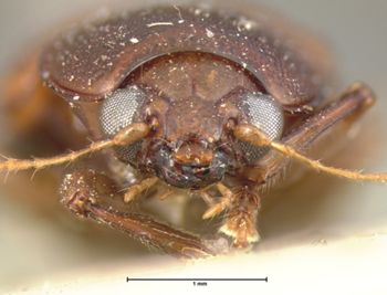 Media type: image; Entomology 9819   Aspect: head frontal view
